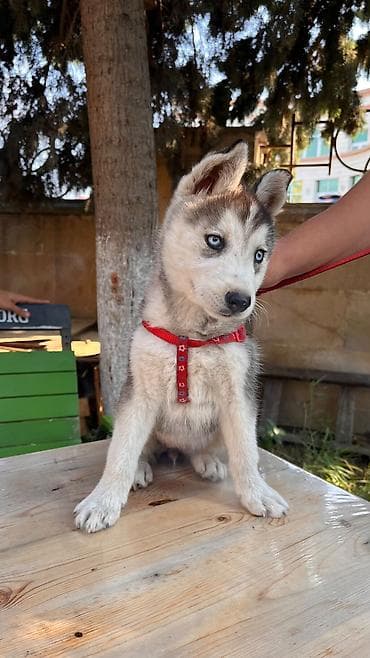 afcarka bala: Xaski, 3 ay, Dişi, Peyvəndli, Ödənişli çatdırılma — 1