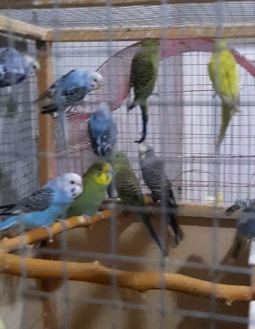 Quşlar: 12 qusdu.hamisin alana 8 manatdan.tek tek satilmir — 2