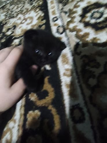 qara afcarka satilir: Erkək, Dişi, Yaxşı əllərə, Ünvandan götürmə, Ödənişli çatdırılma — 6