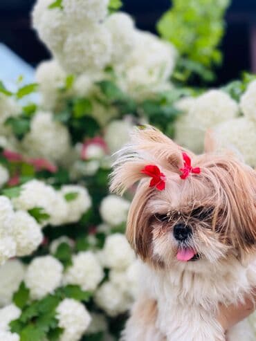 Бусы: Ши-тцу — 1