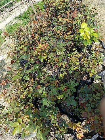 Məhsul: Qızılgül (gül kolları) tingləri – torflu/torpaq dolu plastik