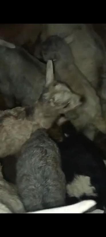 Зоотовары: 20 eded cepis 70 manatdan ünvan Qazax. əlaqə zəng və ya vatsap - — 2