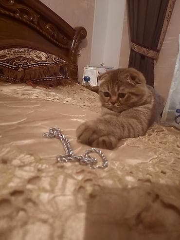 pisik adlari rusca: Şotland yastı qulaq, Dişi, Cütləşmə üçün — 1