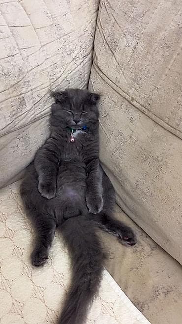 afkalka iti kim satır: Şotland yastı qulaq — 1