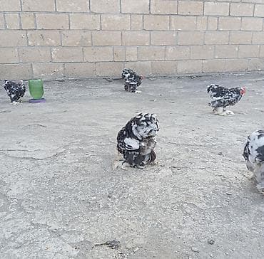 alman kurdu iti: Toyuq, Damazlıq, Ödənişli çatdırılma, Rayonlara çatdırılma — 3