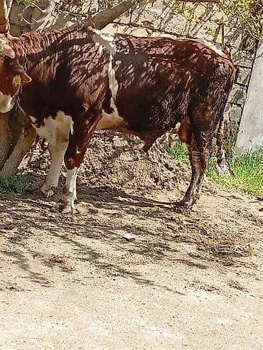 simmental inek: 1 yaş 2 a aylığ 260 kilo eti var endirim olcaq — 2