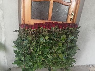 qırmızı gül şəkilləri: Qızıl gül stilləri. Hamısı tünd qırmızı şar kimi gül açır. Xarici sort — 10