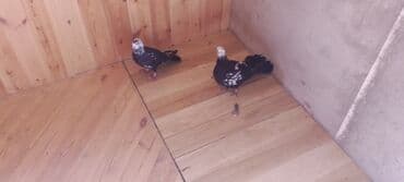 alişan: Növ: Bəzək/evcil göyərçinlər Say: 2 ədəd (cüt) Rəng: Qara fonda ağ — 1