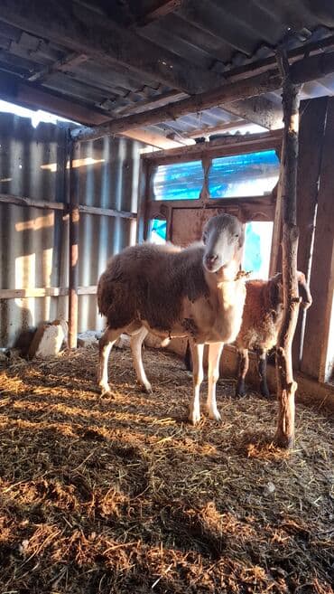 İtlər: Qoyun – erkək (qoç). - Cins tipi: yerli ətlik/yunlu tip. - Rəng — 2