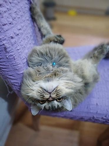 Собаки: Tüklü rengi kul rengi şotland sortu yaş yarım ev şəraitində boyun quma — 4