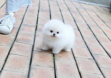 alman itləri: Şpitz, 1 ay, Dişi, Sənədli, Ödənişli çatdırılma — 2