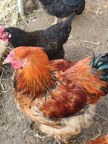 Akvariumlar: Xoruz, Brama, il: <1, Ünvandan götürmə — 3