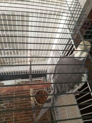 ayliq 10 azn internet: Nimfa tutuquşu (Cockatiel) – boz-ağ rəngli, sarı baş tükləri və — 4