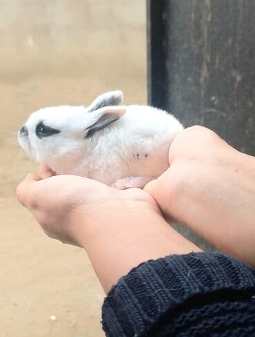 şirin dovşan şəkilləri: Salam.erkek dovsan 7ayliqdir — 6