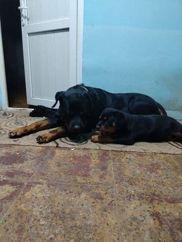 Qoruyucu plyonka və şüşələr: Rotveyler — 1