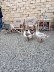 cücə su qabı: Dişi, Damazlıq, Ünvandan götürmə — 2