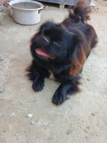 heyvanlar pişik: Pekines — 9