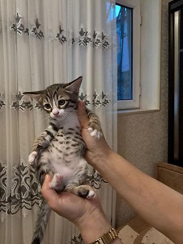 Tabbi, Erkək, Yaxşı əllərə