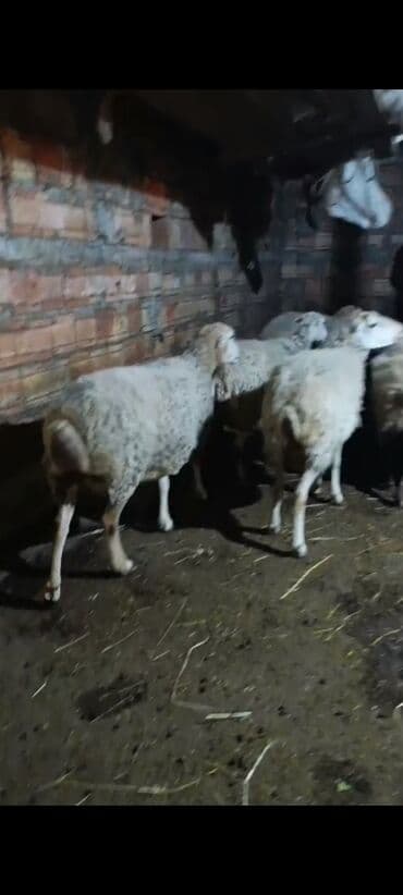 Akvariumlar: Qoyun sürüsü satılır – ana qoyunlar və balalar Salam Aleykum orta yaş — 3