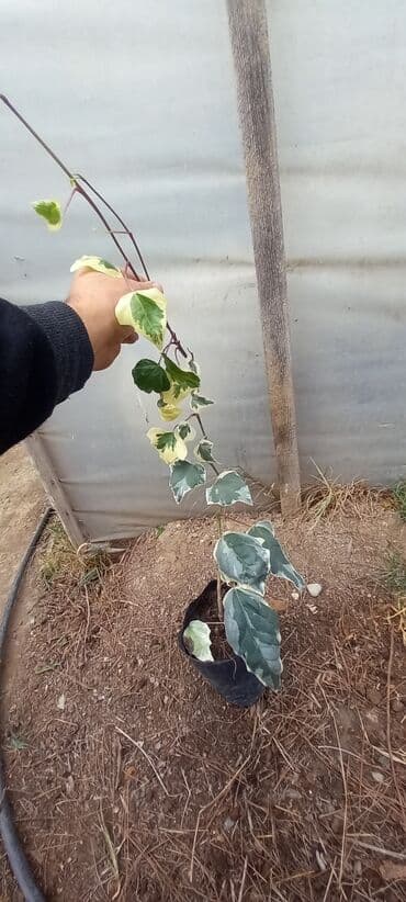 helba bitkisi faydaları: Уличные растения — 2