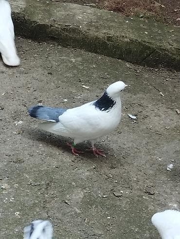 dekorativ quslarin satisi: 10,15,40m satilir riyal alici yiqsin — 3