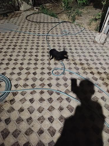 husky iti: Miniatür pinçer, 2 il — 4