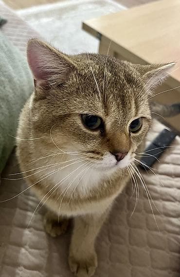 Pişiklər: Qızıl şinşilla, Erkək, Cütləşmə üçün — 3