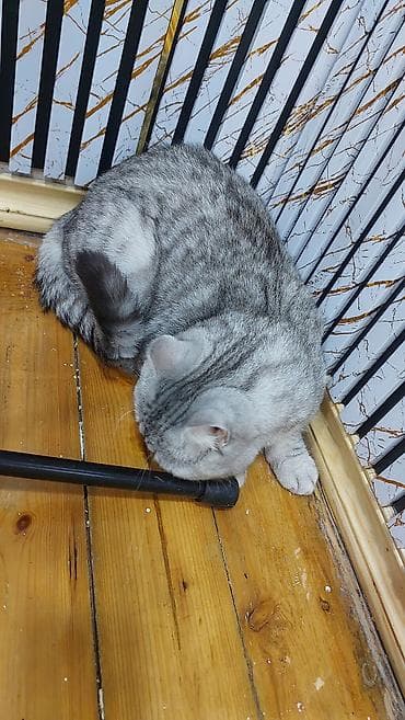 siam pişiyi qiyməti: Şinşilla, Erkək, Yaxşı əllərə, Ödənişli çatdırılma — 2