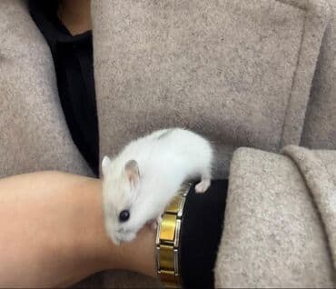 Gəmiricilər: Ağ Hamster satılır. 20-25 günlükdür. qəfəsi,yem su qabı,fırlanan çarxı — 1