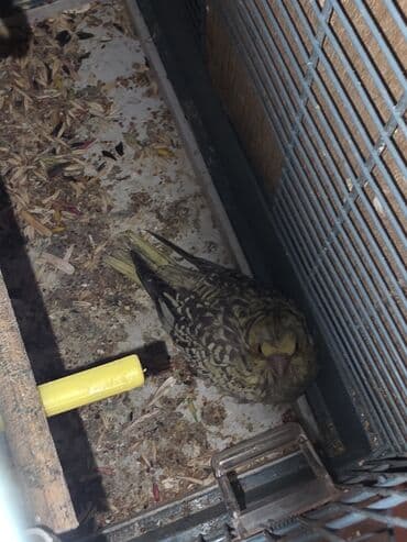 qaz balası satilir: Salam altında 3 balası var tükələşibler 1 hefdeye yem yeyendilerana — 5