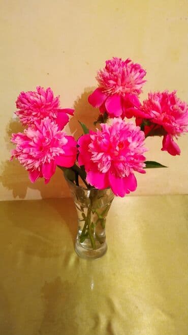 parca rengleri: Sorta Pion (Peony) – iki rəngli, iri, ətirli güllər - Növ: dekorativ — 2