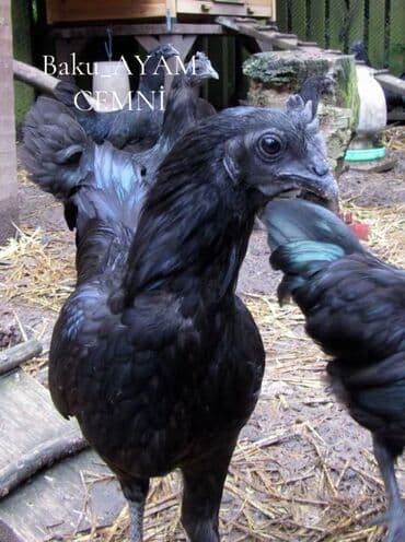 colpa toyuq: 🐓Ayam cemani 
🥚qiyməti-4azn — 2