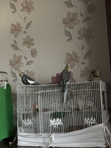 Попугаи: Karella Əsil cütə düşən vaxtlarıdı 2 erkək 1 dişi di 3 də ələ — 2