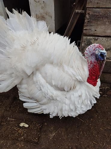 Erkək, Kanada, Damazlıq, Ünvandan götürmə lalafo.az -da Erkək, Kanada, Damazlıq, Ünvandan götürmə