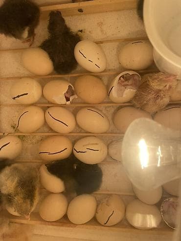 С/х животные и товары: Куриные цыплята, Для мяса — 2