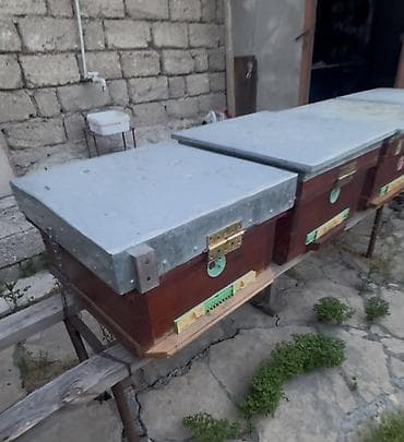 Arıçılıq üçün taxta arı yeşikləri (pətəklər). İçində 6 ay arı