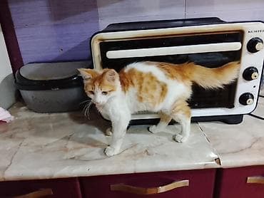Yaxşı əllərə — 6