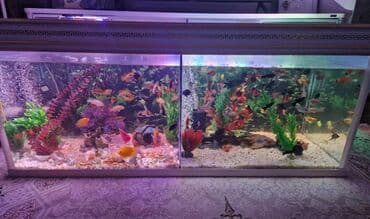 хаски цена в баку: Uz 1.30 Eni-52 Hun-57 10luq şüşəylə yigilib 2 terefli akvarium — 1