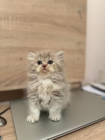 sahiblenme: Şotland, Erkək, Dişi, Yaxşı əllərə, Ünvandan götürmə, Ödənişli çatdırılma — 5