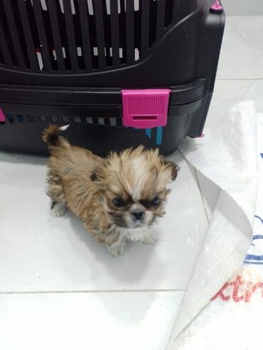 hələb keçisi satılır: Pekines, 2 ay, Dişi — 1