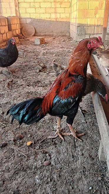 xoruz: 1 yasi var, qizgin xoruzdu, heyetde saxlamaqcundu, doyusdurulmuyub — 3