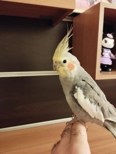 попугай корелла: Satilir. saglam oynagan cut karella. erkek disi 9 ayliqdilar. ev — 8