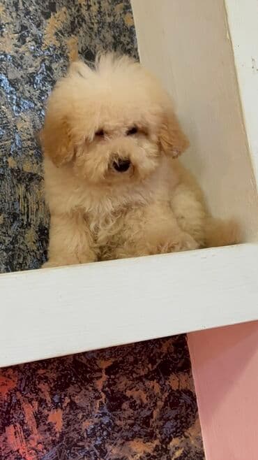 пудель в добрые руки: Пудель, 3 месяца, Самец, С родословной, Бесплатная доставка — 3