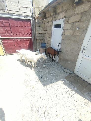 Satılır: keçilər arjinal sanəndi 2 si birinci qarina yetik biğazdir 1