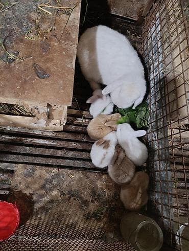 ov iti type 0 per page 40: Holland lop ve yerli cins dovsanlar 1 ayları tamam olmayib.mini — 4