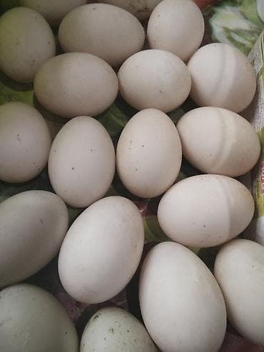 Bitki yağı: Salam Aleykum yaşıl baş, kuban, pekin, ördeklerinin yumurtaları — 4