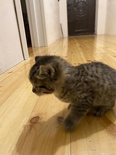 pişik qabı: Britan, Erkək, Yaxşı əllərə — 4