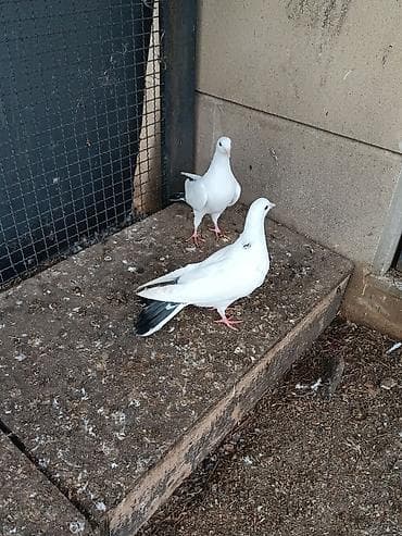 Pişiklər: Kövən tülək görməmiş quşlardır . təmiz çılpaq bir may bir erkəydi — 1