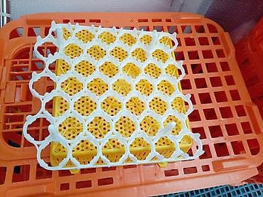incubator satışı: Bütün növ quşlaq üçün — 3