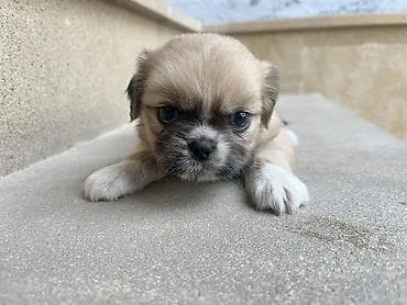 həyət itləri: Pekines — 7